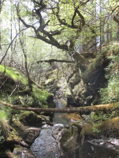 Ravine Loch Eil